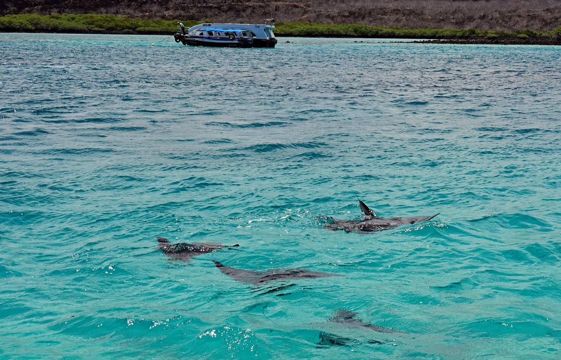 Mantas im türkisgrünen Wasser begleiten das Wassertaxi