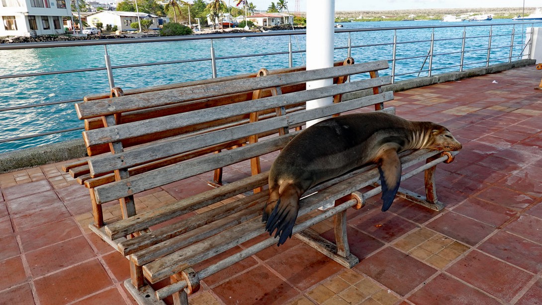 Seelöwe auf einer Bank am Landesteg