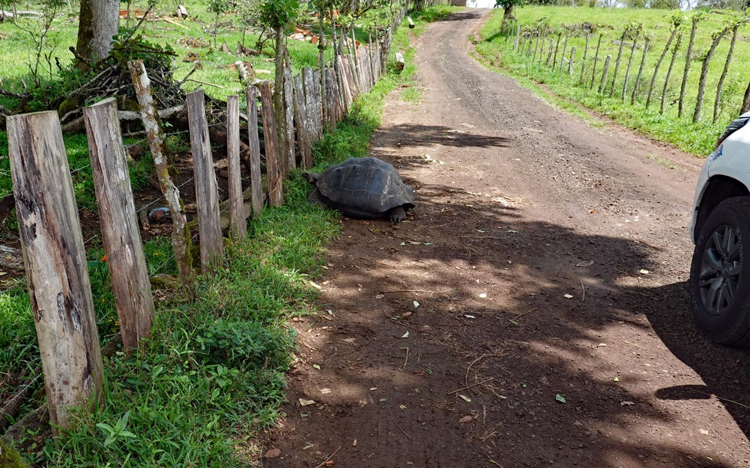 Schildkröte auf dem Weg zur Hazienda Premisio in Santa Cruz