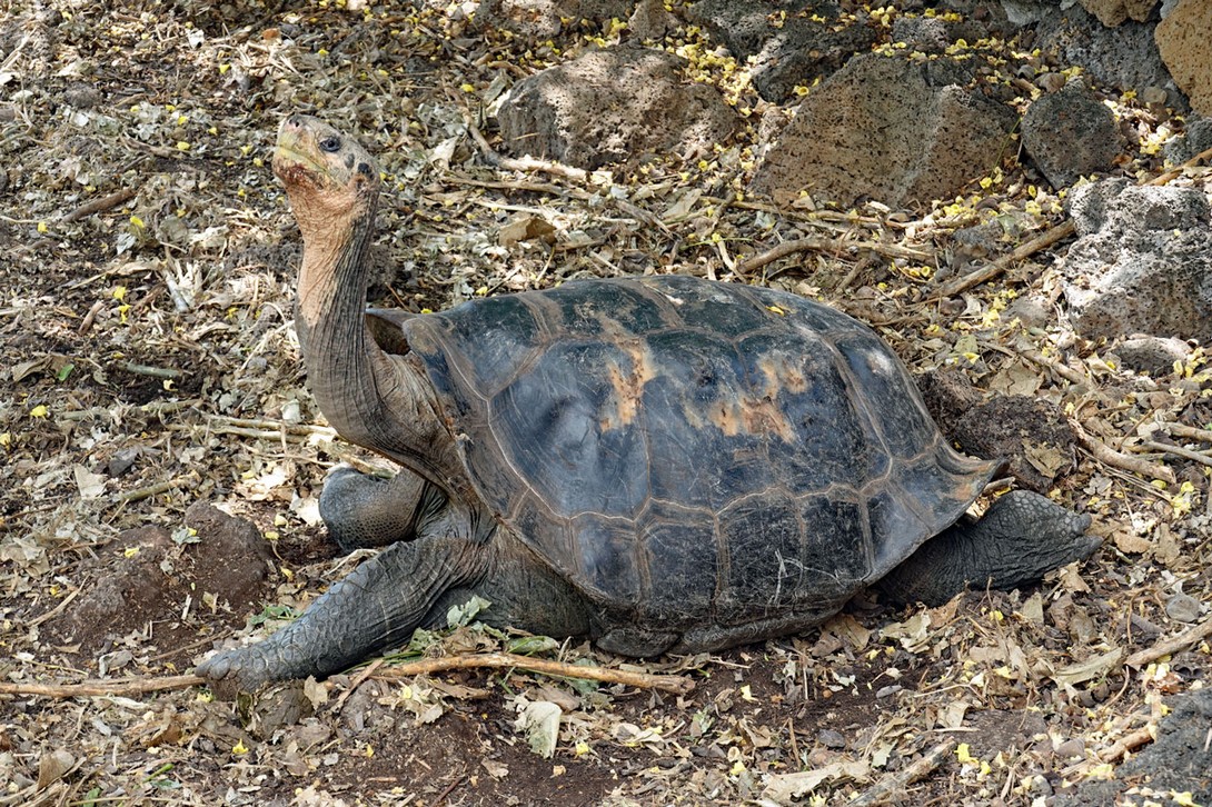 Riesenschildkröte mit langem Hals von der Insel Floreana