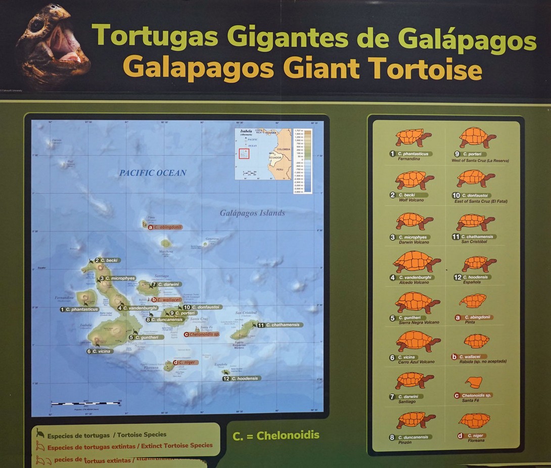 Schildkrötenarten auf den Galapagos Inseln