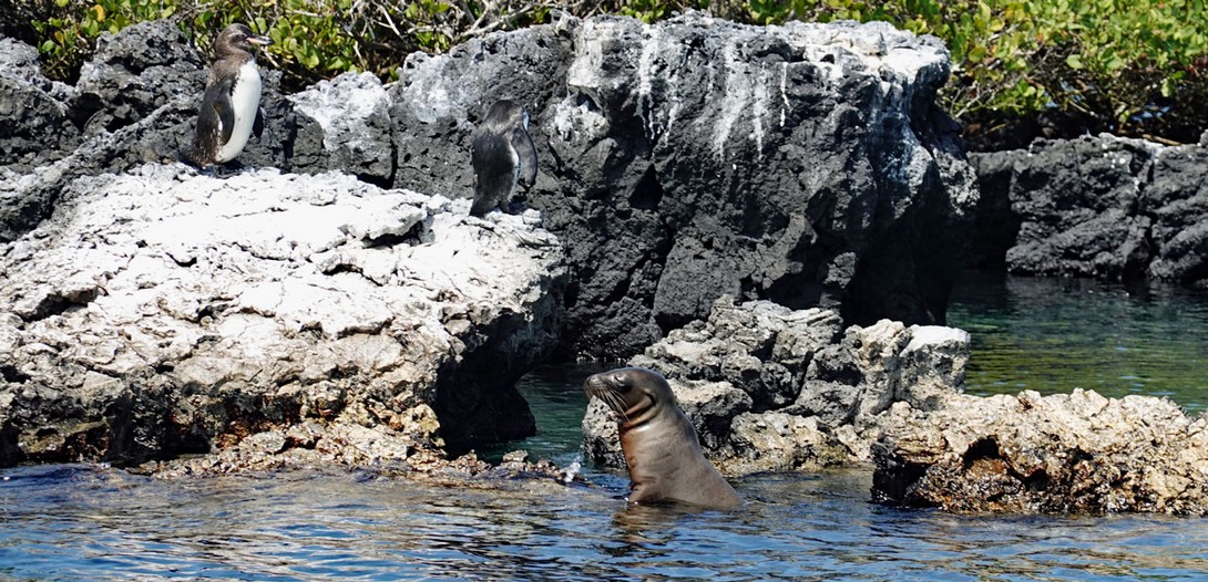 Pinguine auf der Insel Tintoreras